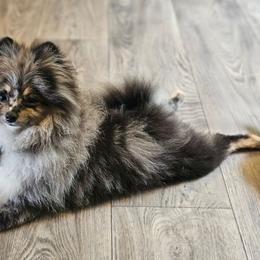 Pomeranian Puppies from Bear Valley Pomeranians