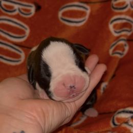 Boy reverse brindle puzzle 3 - Brindle male Boxer puppy in Saugerties, New York from Nala’s Pride