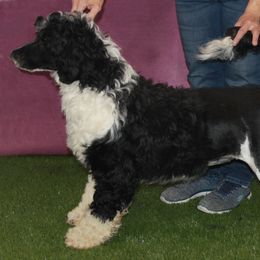 Rippy - Portuguese Water Dog