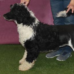 Rippy - Portuguese Water Dog