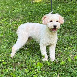 Griffin - Poodle puppy from Country Posh Poodles