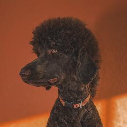 Poodles from Strawberry Hill Puppy Patch