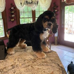 Cocker Spaniel All Grown Up from Rustic Creek Cocker Spaniels