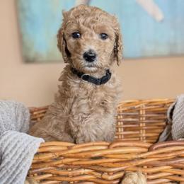 Cayenne - Apricot male Poodle puppy in New Smyrna Beach, Florida from Regal Crest Poodles