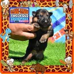 BAMM BAMM RUBBLE - Black and red male German Shepherd puppy in Murrieta, California from Diamond Oaks German Shepherds