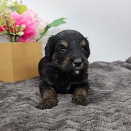 Violet - Phantom female Bernedoodle puppy in Granton, Wisconsin from Rose River Farms