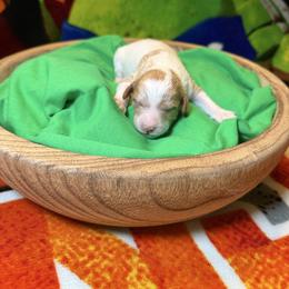 Raphael - Parti male Goldendoodle puppy in Pearland, Texas from Posh Paws Puppies