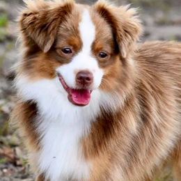 Miniature Australian Shepherds and Toy Australian Shepherds from Rhinestone Ranch