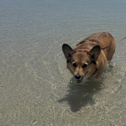 Pembroke Welsh Corgi puppies from Rollnoaks & Cottontail AKC Pembroke Welsh Corgis