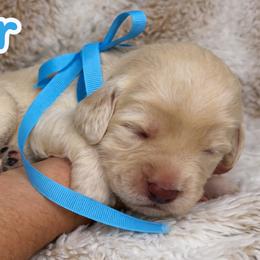 Skyler - Caramel ice male Australian Labradoodle puppy in Upland, California from Kings Labradoodles