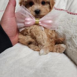 Cavapoo, Maltipoo, and Poodle Puppies from My Sweet Poodles and Doodles