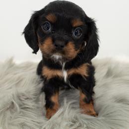 Cavalier King Charles Spaniel Puppies from Heritage Garden Cavaliers
