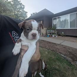 Boston Terrier All Grown Up from Jeff Jones