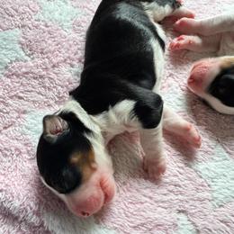Guardian Peach Pie - Tri-color female Bernedoodle puppy in Henrico, Virginia from Paws 4 Doodles, LLC