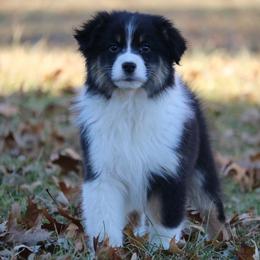 Australian Shepherd Puppies from Silverbrook Australian Shepherds