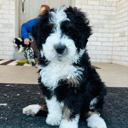Captain - Tri-color male Bernedoodle puppy in Ogden, Utah from Salty Point Doodles