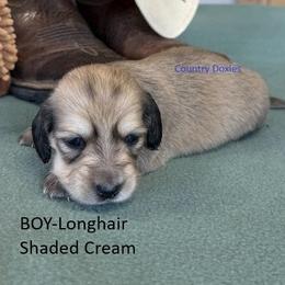 Shaded cream boy - Cream male Dachshund puppy in Cedar City, Utah from Country Doxies