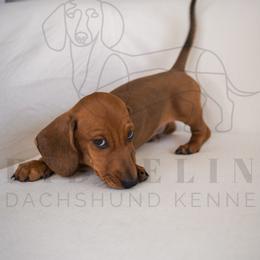 Soccer Boy - Cream male Dachshund puppy in Temecula, California from Naomi Magee's Dachshund Kennel