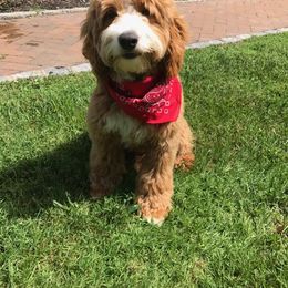 Goldendoodle All Grown Up from Stay Golden
