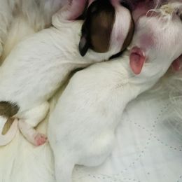 Coton de Tulear Puppies from Catawba Cotons