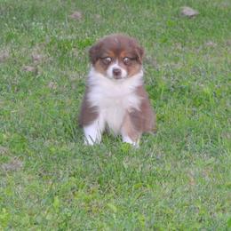 Australian Shepherd Puppies from Platinum Edition