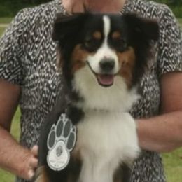 Boy 6 - male Miniature American Shepherd puppy in Valparaiso, Indiana from Cashecho Kennel