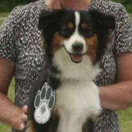 Boy 6 - male Miniature American Shepherd puppy in Valparaiso, Indiana from Cashecho Kennel