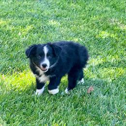 Phoenix - Black & white male Miniature Australian Shepherd puppy in California from Eagle River Aussies