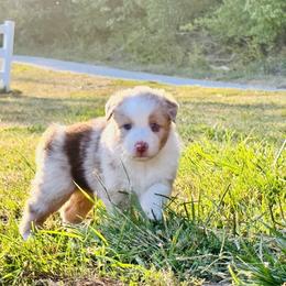 Azure - Australian Shepherd puppy in Hillview, Illinois from Malin Family Aussies
