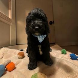 Orange collar - Black male Goldendoodle puppy in Sanderson, Florida from Serenity Goldendoodles