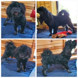 Blu Jasper - Black male Havanese puppy in Manchester, Texas from Darrtfarms