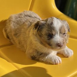 Peaches - Red merle Miniature Australian Shepherd puppy in Godley, Texas from Nana and Paws Aussies