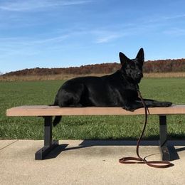 Schatzi - German Shepherd