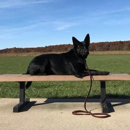 Schatzi - German Shepherd