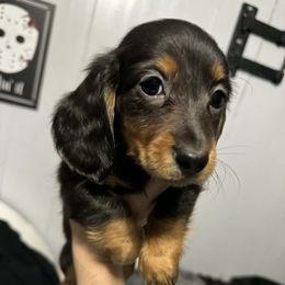 Cupid - Black and tan female Dachshund puppy in Tampa, Florida from EntityDachs