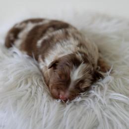 Frosty - Red merle male Australian Shepherd puppy in Tyner, Kentucky from Lil’ Town Aussies