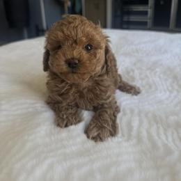 Banana - Red female Maltipoo puppy in San Diego, California from Maltipoos SD