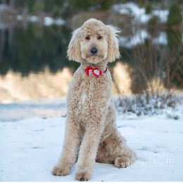 Mango - Goldendoodle