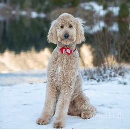 Mango - Goldendoodle