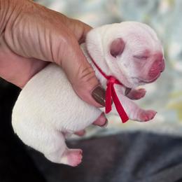 Red boy - Cream male French Bulldog puppy in Polk City, Florida from Best Friend Frenchies, LLC