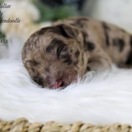 Purple collar - Merle female Goldendoodle puppy in Plattsburgh, New York from Adirondack Poodles Goldendoodles,Bernedoodles & Schnoodles