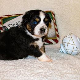 "Bet female " Australian Shepherd and Toy Australian Shepherd Puppies from Little Creek Ranch