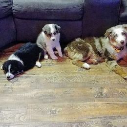 Australian Shepherd Puppies from Kendra Phillips