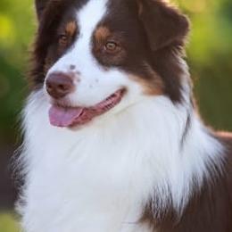 Australian Shepherds from Crystal Winds Australian Shepherds