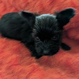 Tootles - Black and gold male Yorkshire Terrier puppy in Gatesville, Texas from KontryKritterz Yorkies