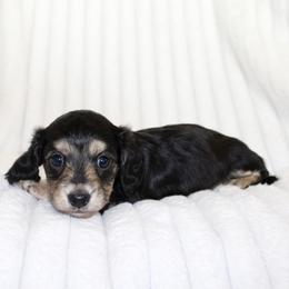 Vivienne (small) - Black and cream female Dachshund puppy in Fairfax, Iowa from Grayson’s Lovable Dachshunds