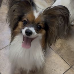 Neal - White black and tan male Papillon puppy in San Diego County, California from Mishmo's Shibas and Papillons
