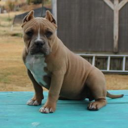 American Bully Puppies from Haymaker Bully Camp