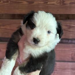 Black Jack - Black tri male Miniature American Shepherd puppy in Greenboro, North Carolina from Rustlingrass Miniature American Shepherds