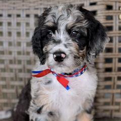 Double Doodles from Dos Rios Doodles